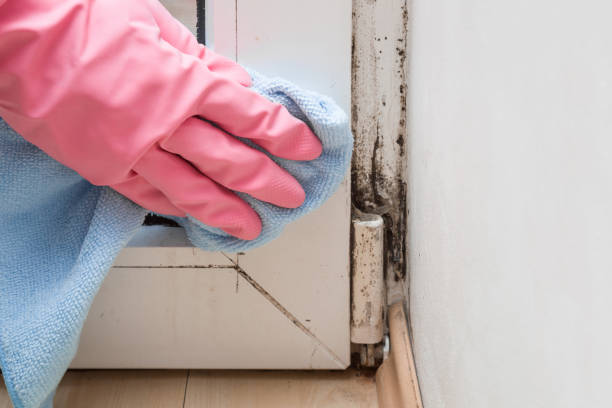 Best HVAC Mold Remediation in Rockland, ME